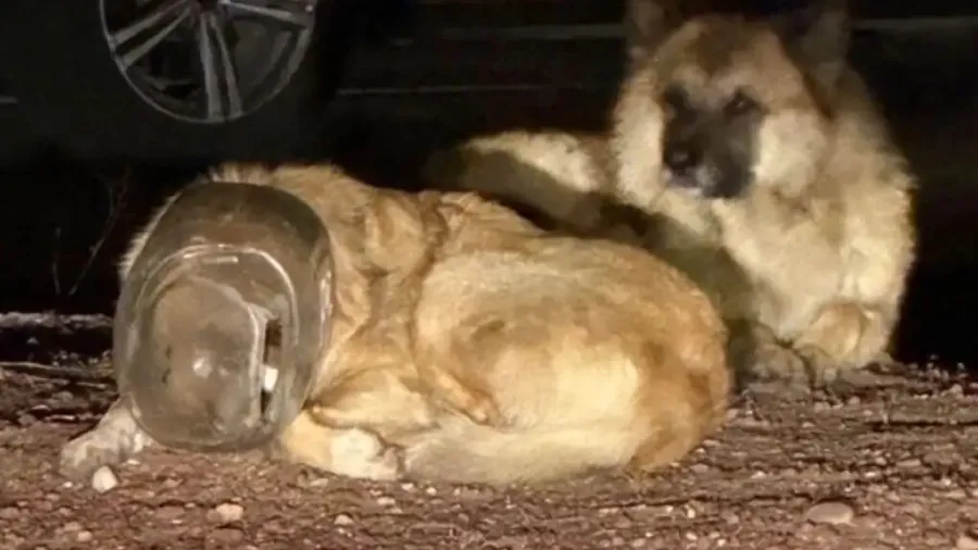 美國浪犬頭卡塑膠罐受困，脫困後主動撒嬌謝恩，瞬間治愈全場的封面圖片