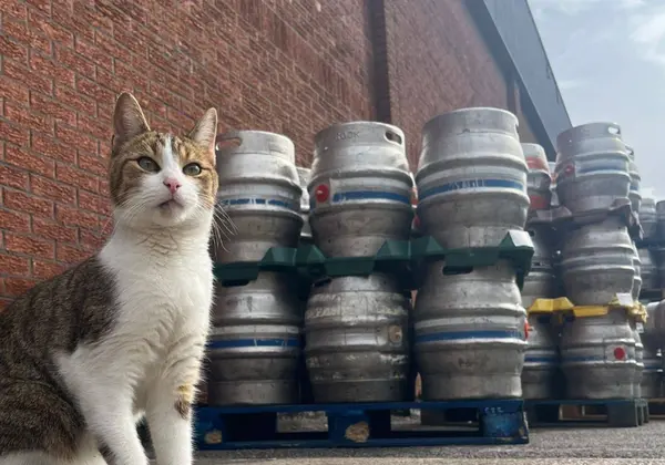 電話那頭告訴主人，花生竟然出現在距離家約 53 公里的諾丁罕郡（Nottinghamshire），而且還在當地的 Castle Rock Brewery 釀酒廠和 Vat and Fiddle 酒吧「定居」了下來。（來源：Castle Rock Brewery @FB）