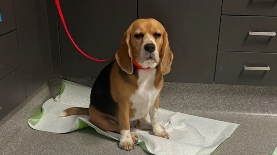 澳洲比高犬瘋狂炫糖！一口氣嗑1公斤軟糖急送醫仍毫無悔意的封面圖片