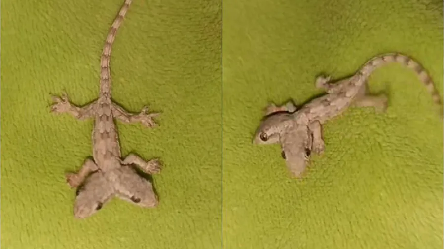 泰國驚見「雙頭壁虎」！兩顆頭各自移動，專家揭露罕見成因的封面圖片