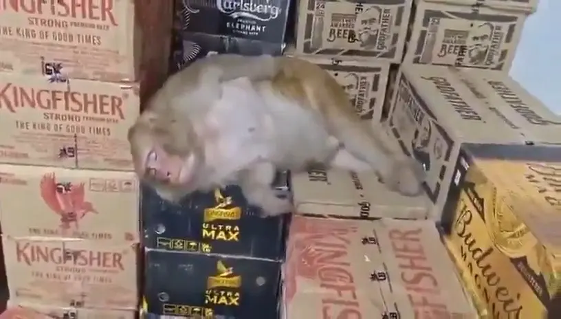 印度賈坎德邦蘭契一隻常客猴子闖入酒舖，無視店員驅趕豪飲伏特加，醉酒後躺臥紙箱熟睡，畫面曝光爆紅。街坊透露其常舔食殘留酒液，當局呼籲勿餵食野生動物酒精。（來源：RT_com@X）