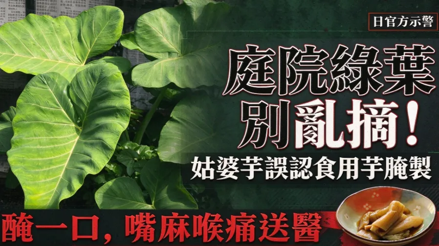 一口醃芋惹禍！日本婦人誤食姑婆芋口喉灼痛住院，厚勞省急示警的封面圖片