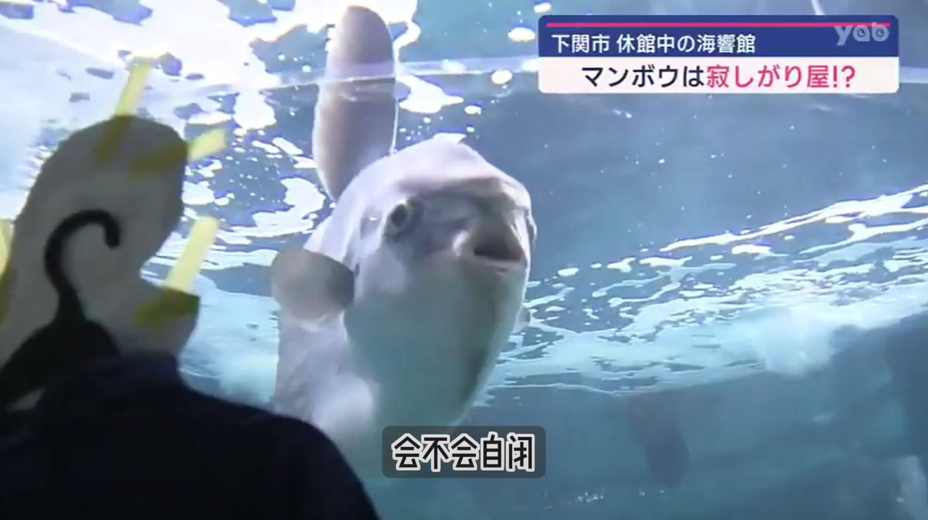 翻車魚在日本水族館。（HHH@YouTube）
