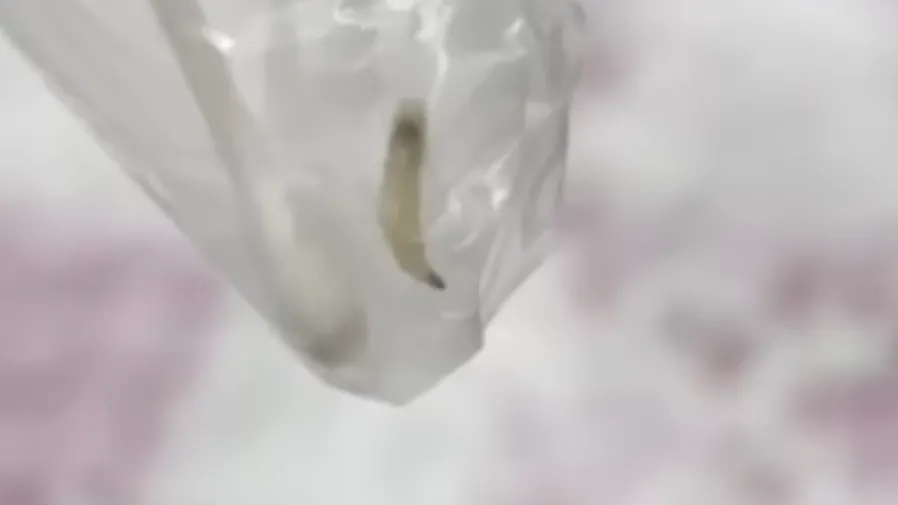 超噁！韓國療養院重癥病患口鼻藏活蛆蟲卵，長期無人察覺的封面圖片