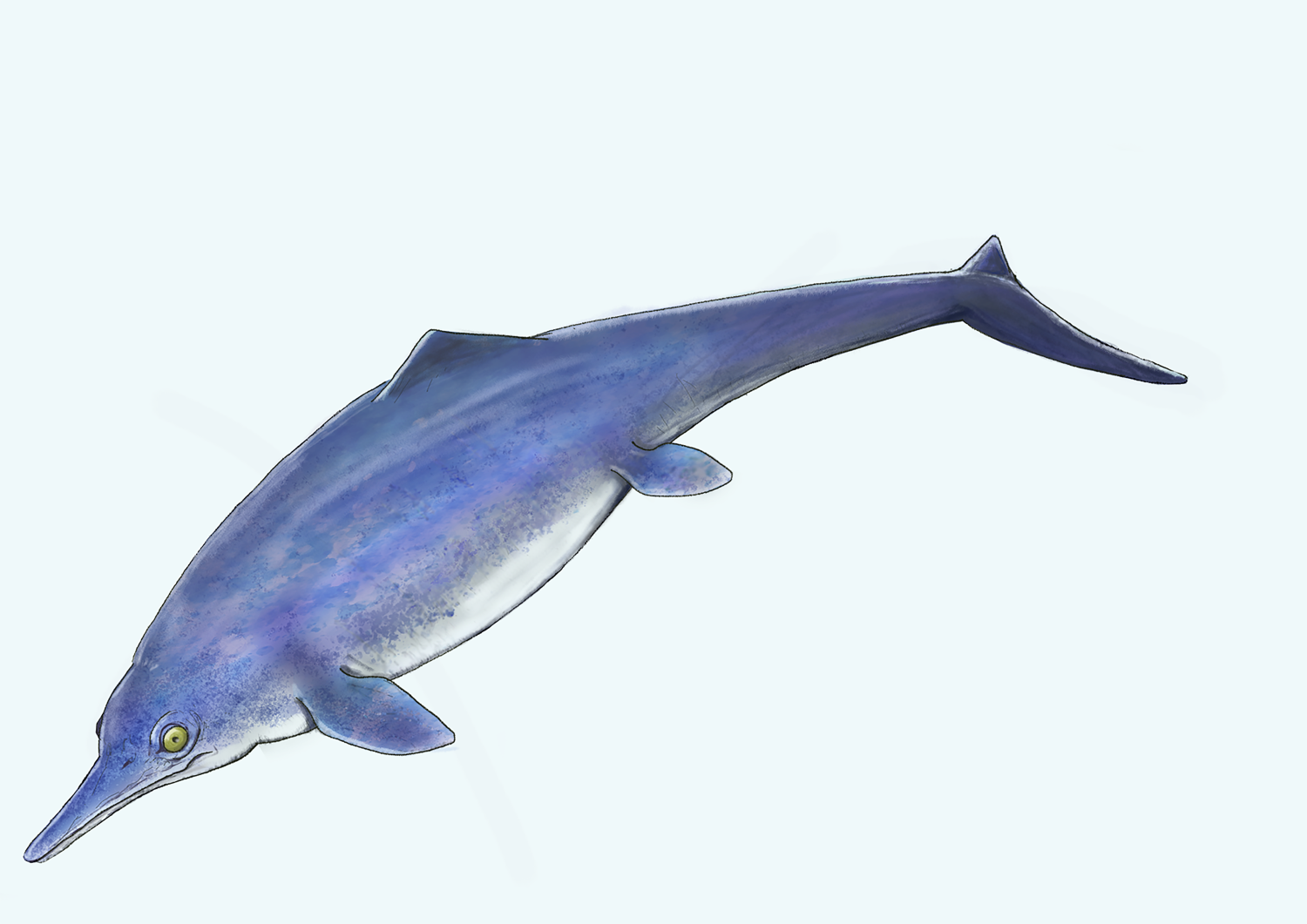 成羽魚龍想像圖。（來源：碇京子學藝員/日本岡山理科大學）