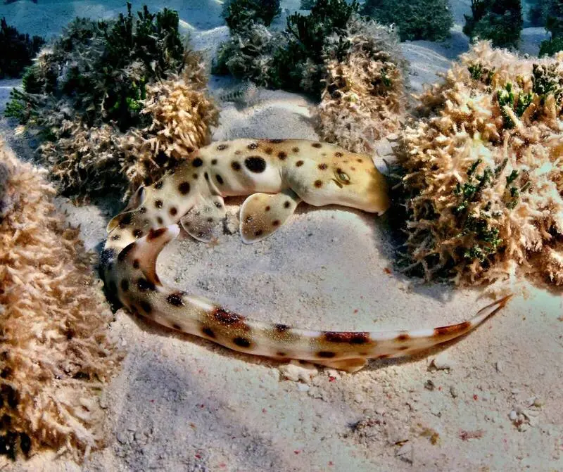 會走路的肩章鯊（Epaulette shark）驚現逆天技能，繁殖生蛋時能量消耗無波動，打破「繁殖高耗能」生物鐵律，為海洋保育及氣候變遷應對帶來新啟示。（來源：澳洲詹姆士庫克大學）