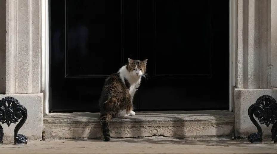 英國首相府知名「捕鼠能手」拉里（Larry the cat）。（來源： Associated Press@YouTube）